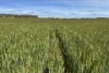 Lot 92 Pollies Plain Road, Miltalie, SA 5602-Image