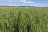 Lot 92 Pollies Plain Road, Miltalie, SA 5602-Image