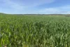 Lot 92 Pollies Plain Road, Miltalie, SA 5602-Image