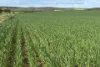 Lot 92 Pollies Plain Road, Miltalie, SA 5602-Image
