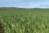 Lot 92 Pollies Plain Road, Miltalie, SA 5602-Image