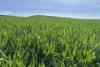 Lot 92 Pollies Plain Road, Miltalie, SA 5602-Image
