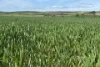 Lot 92 Pollies Plain Road, Miltalie, SA 5602-Image