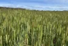 Lot 92 Pollies Plain Road, Miltalie, SA 5602-Image