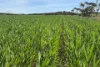 Lot 92 Pollies Plain Road, Miltalie, SA 5602-Image