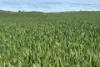 Lot 92 Pollies Plain Road, Miltalie, SA 5602-Image