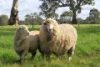 - Luhrs & Montana Road, Mooralla, Vic 3314-Image