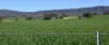 "Mirrabooka" 797 Eualdrie Road, Grenfell, NSW 2810-Image