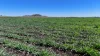 "Mountain Glen" Oakey Pittsworth Road, Oakey, Qld 4401-Image
