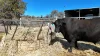 "Mountain Glen" Oakey Pittsworth Road, Oakey, Qld 4401-Image
