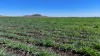 "Mountain Glen", Oakey QLD 4401-Image