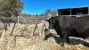 "Mountain Glen", Oakey QLD 4401-Image