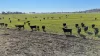 "Mountain Glen", Oakey QLD 4401-Image