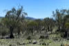 "Muriel's Paddock" Gullies Road, Moonbah, NSW 2627-Image
