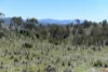 "Muriel's Paddock" Gullies Road, Moonbah, NSW 2627-Image