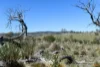"Muriel's Paddock" Gullies Road, Moonbah, NSW 2627-Image