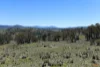 "Muriel's Paddock" Gullies Road, Moonbah, NSW 2627-Image