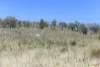 "Muriel's Paddock" Gullies Road, Moonbah, NSW 2627-Image
