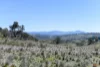 "Muriel's Paddock" Gullies Road, Moonbah, NSW 2627-Image
