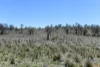 "Muriel's Paddock" Gullies Road, Moonbah, NSW 2627-Image