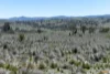 "Muriel's Paddock" Gullies Road, Moonbah, NSW 2627-Image