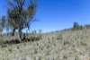 "Muriel's Paddock" Gullies Road, Moonbah, NSW 2627-Image