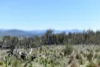 "Muriel's Paddock" Gullies Road, Moonbah, NSW 2627-Image