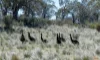 "Muriel's Paddock" Gullies Road, Moonbah, NSW 2627-Image