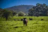 - Murray River Road, Pine Mountain, Vic 3709-Image