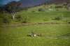 - Murray River Road, Pine Mountain, Vic 3709-Image