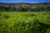 - Murray River Road, Pine Mountain, Vic 3709-Image