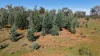 Nimagee Station, 369 Nymagee Station Road, Nymagee, NSW 2831-Image