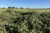 North Logan Road, Cowra, NSW 2794-Image