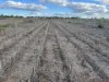 Owens Scrub Road, Millmerran, Qld 4357-Image