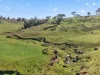 'Preamimma' Preamimma Road, Rockleigh SA 5254-Image