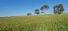 Ratio Downs, Degrussa Road, Gibson WA 6448-Image