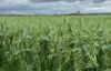 Ratio Downs, Degrussa Road, Gibson WA 6448-Image