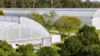 'Ricardoes Tomatoes'/221, Blackmans Point NSW 2444-Image