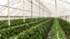 'Ricardoes Tomatoes'/221, Blackmans Point NSW 2444-Image