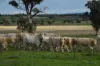 'Ridgeview'/632, Curra Creek NSW 2820-Image