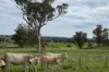 'Ridgeview'/632, Curra Creek NSW 2820-Image