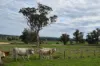 'Ridgeview'/632, Curra Creek NSW 2820-Image