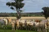 'Ridgeview'/632, Curra Creek NSW 2820-Image