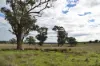 'Ridgeview'/632, Curra Creek NSW 2820-Image