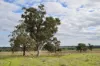 'Ridgeview'/632, Curra Creek NSW 2820-Image