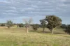 'Ridgeview'/632, Curra Creek NSW 2820-Image