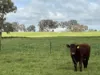 'Rocklyn' Nation Road, Burrumbuttock, NSW 2642-Image