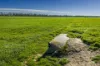 'San Diego Narromine Road, Dubbo, NSW 2830-Image
