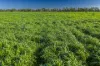 'San Diego Narromine Road, Dubbo, NSW 2830-Image