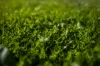 'San Diego Narromine Road, Dubbo, NSW 2830-Image